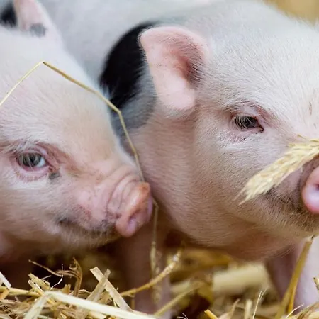 Bergchalet Am Hochkoenig Шале *