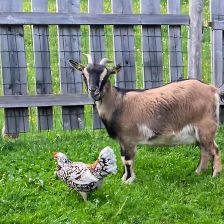 Bergchalet Am Hochkoenig *