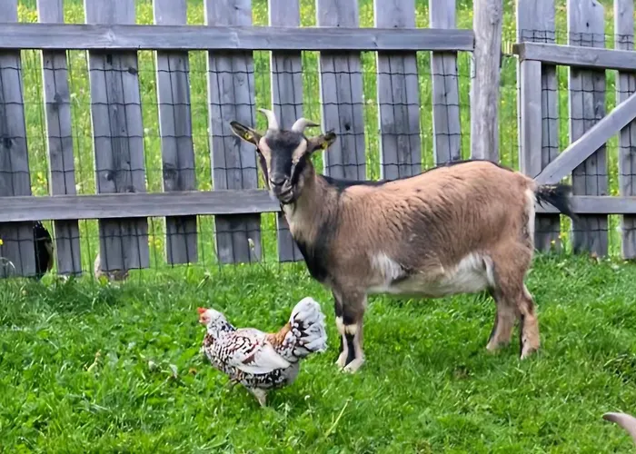 Bergchalet Am Hochkoenig *